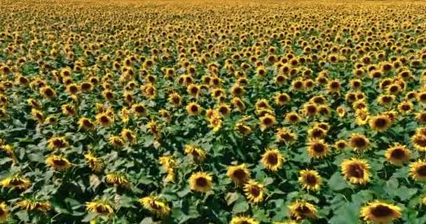 Yellow Sunflower Field Poland Agriculture Summer Europe — Vídeo de Stock