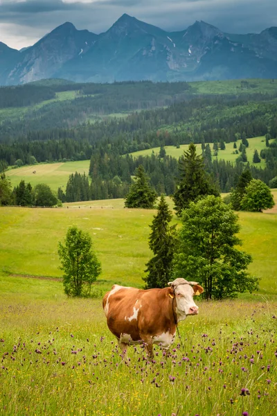 Αγελάδα Στο Χωράφι Στα Βουνά Tatra Στην Πολωνία Ευρώπη — Φωτογραφία Αρχείου
