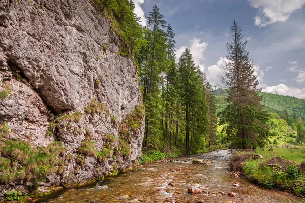 Small River Koscieliska Valley Summer Tatra Mountains Poland — Fotografia de Stock