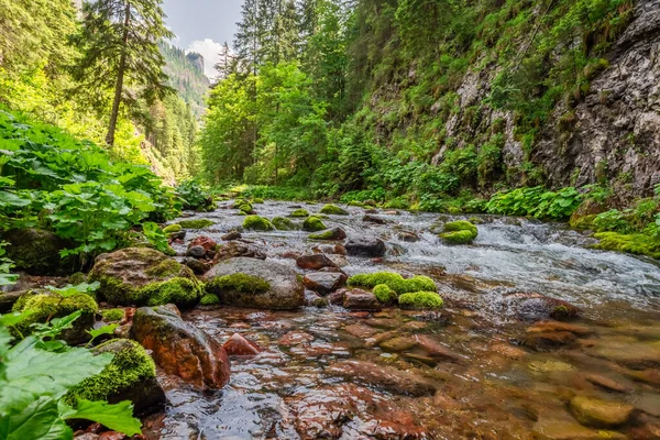 Μικρό Ποτάμι Στην Κοιλάδα Koscieliska Καλοκαίρι Tatra Βουνά Στην Πολωνία — Φωτογραφία Αρχείου
