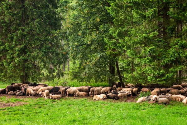 Flock Sheep Grazing Forest Tatra Mountains Poland Europe — Foto de Stock