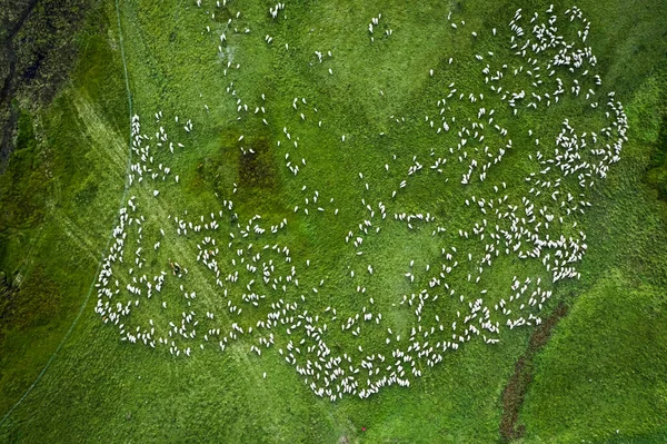 Flock Sheep Grazing Green Field Mountains Dolomites Europe — Foto Stock