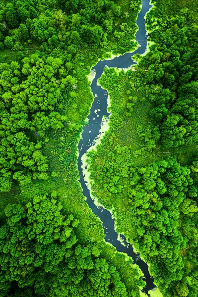 Вид Сверху Зеленые Водоросли Реке Весной Польша — стоковое фото