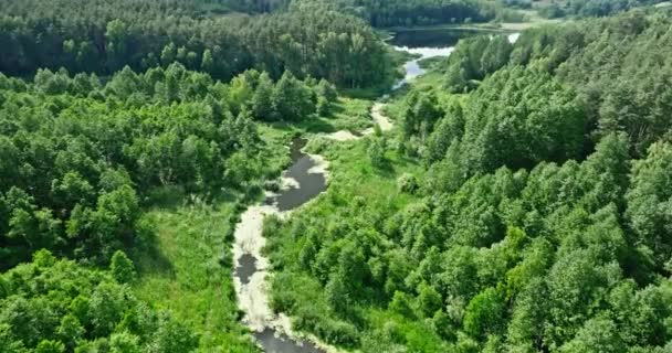 Small River Green Swamps Aerial View Nature Poland Europe — Stockvideo