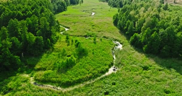 River Swamps Summer Aerial View Nature Poland Europe — Stockvideo