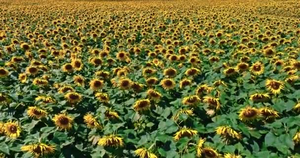 Yellow Blooming Sunflower Field Poland Aerial View Agriculture Europe — Video Stock