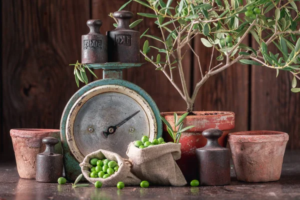 Small Raw Olives Harvested Preserves Green Olives Preparation Oil Production — Fotografia de Stock