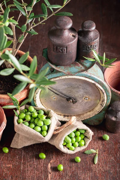 Small Raw Olives Making Virgin Olive Oil Freshly Picked Green — Stockfoto
