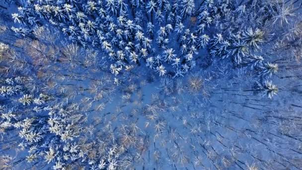 Luchtfoto Van Wilde Dieren Polen Europa Sneeuwwoud Winter — Stockvideo