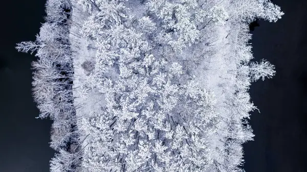 Studená Řeka Zasněžený Les Zimě Letecký Pohled Divokou Zvěř Polsku — Stock fotografie