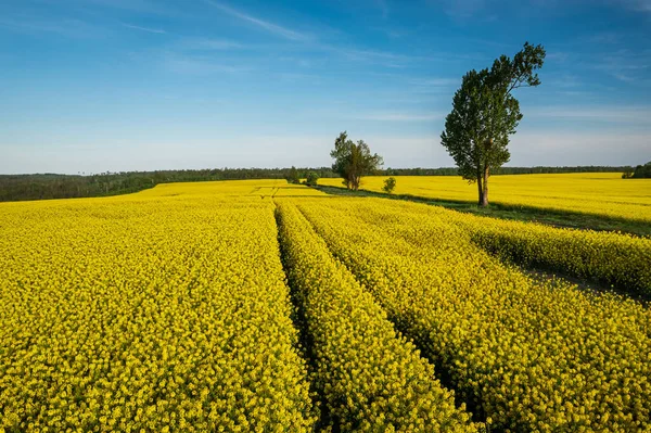 Blommande Gula Rapsfält Solig Vår Landet Flygfoto Jordbruket Polen — Stockfoto