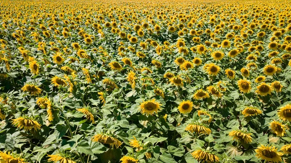 Aerial View Agriculture Poland Blooming Sunflower Field Sunny Day — Stock Photo, Image