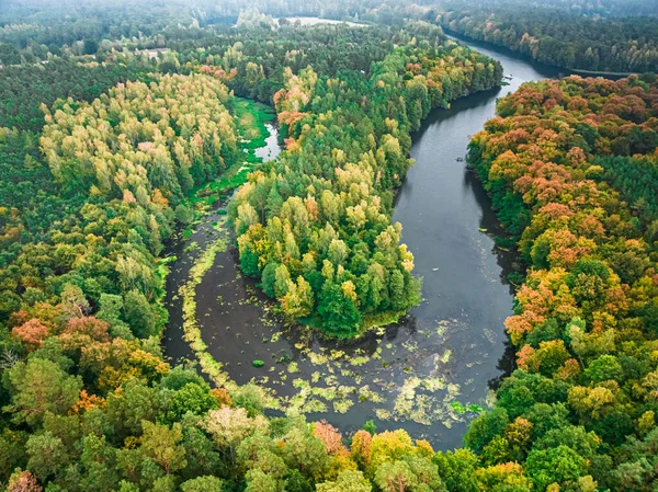 秋にはカービー川と森 野生動物の空中ビュー ポーランド ヨーロッパの自然 — ストック写真