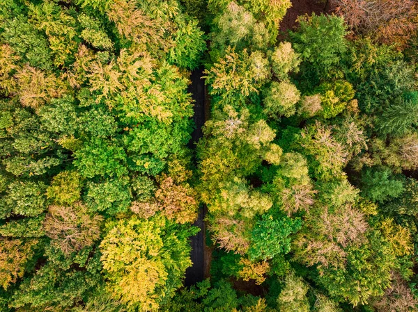 Top View Autumn Forest View Nature — Stock Photo, Image