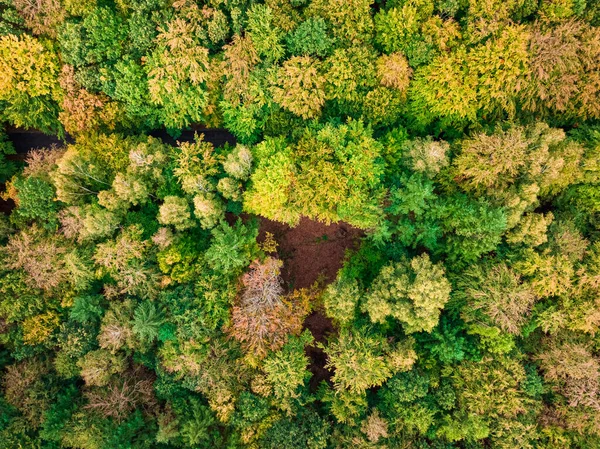 Aerial View Forest Autumn Top View Nature — Stock Photo, Image