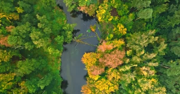 Vista Cima Para Baixo Rio Floresta Outono Natureza Polonia Europa — Vídeo de Stock