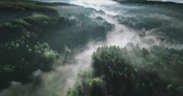 Misty Δάσος Στην Κοιλάδα Στην Ανατολή Του Ηλίου Φθινόπωρο Αεροφωτογραφία — Αρχείο Βίντεο