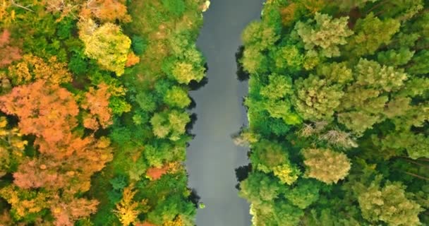 Brązowy Jesienny Las Rzeka Widok Lotu Ptaka Natura Polsce Europie — Wideo stockowe