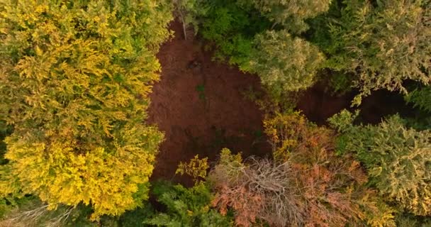 Colorido Bosque Otoñal Carretera Polonia Vista Aérea Naturaleza — Vídeo de stock