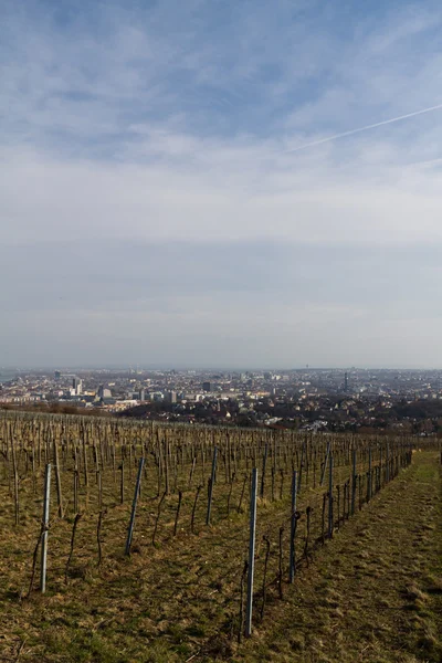 Weingut vor Wien — Stockfoto