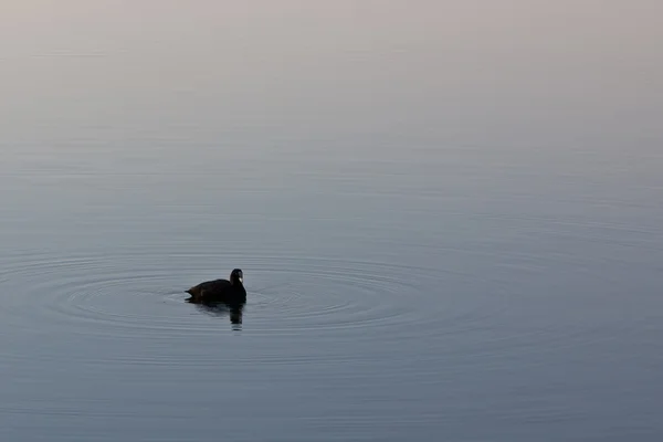 Oiseau d'eau sombre — Photo