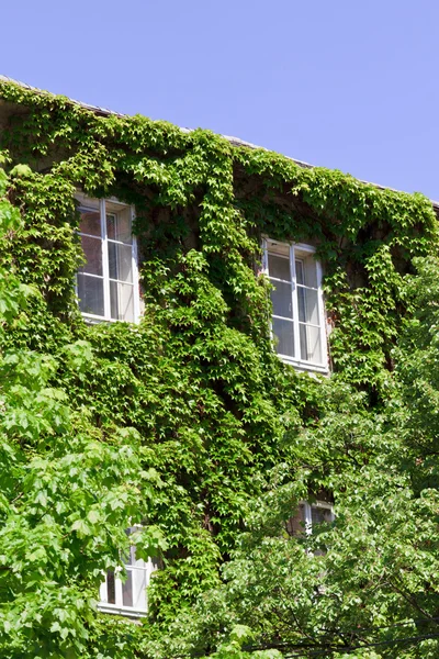 Ivy escalando un edificio —  Fotos de Stock