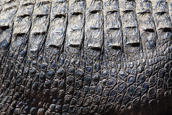 Skóry aligatora — Zdjęcie stockowe
