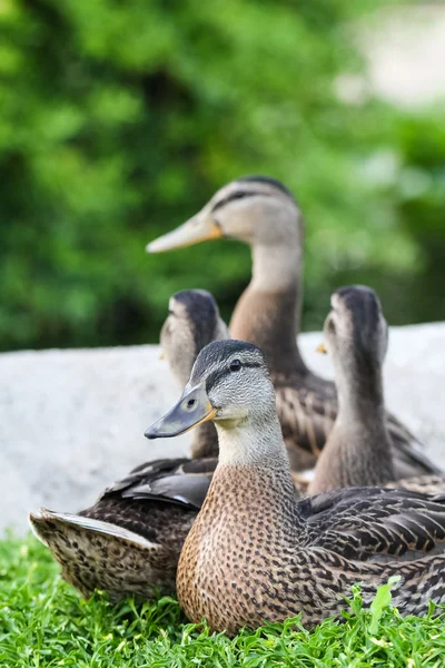 Patos fêmeas — Fotografia de Stock