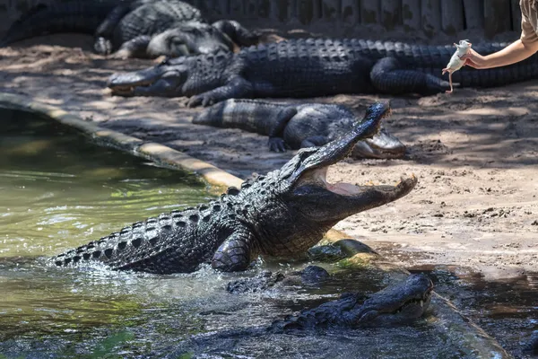 Aligator karmienia — Zdjęcie stockowe