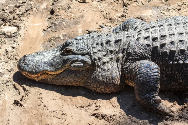 Aligator w piask — Zdjęcie stockowe