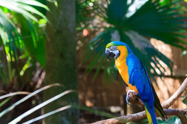 Guacamayo azul y amarillo —  Fotos de Stock