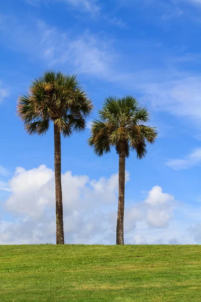 Dwa drzewa palmowe — Zdjęcie stockowe