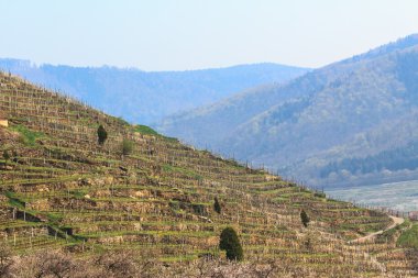 Vinyard lös teraslar