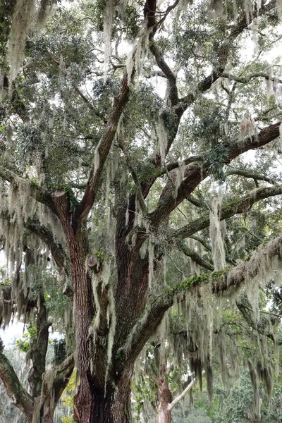 Spanyol moss a live oak — Stock Fotó