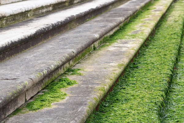 ヴェネツィアの階段の藻 — ストック写真