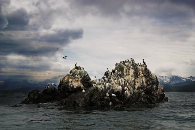 Shorebirds in Kachemak Bay Alaska clipart