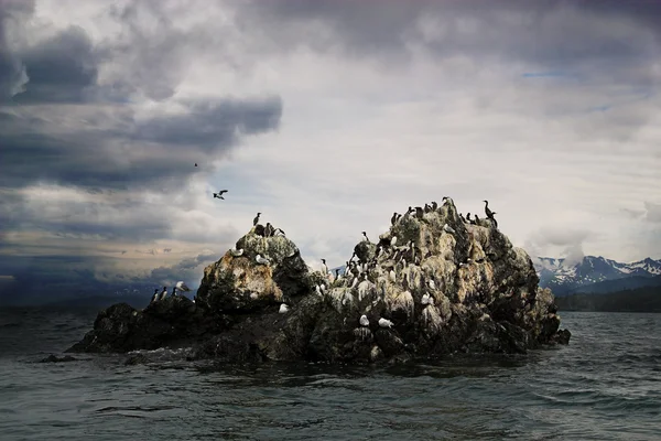 Küstenvögel in der kachemak bay alaska — Stockfoto