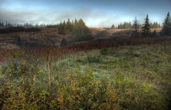 Estate nebbiosa dell'Alaska — Foto Stock