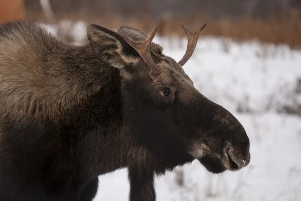 Young moose in winter. — Stock Photo, Image