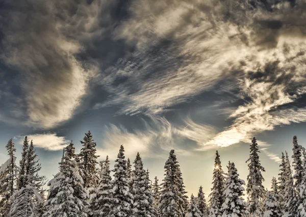 Árvores de abeto com nuvens — Fotografia de Stock