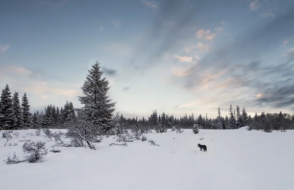 Zimní krajina s coyote — Stock fotografie