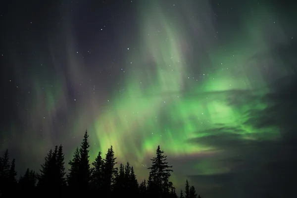 Nordlichter mit Fichten — Stockfoto