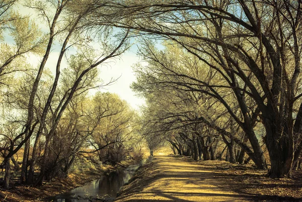 Bridge of Trees — Stock Photo, Image