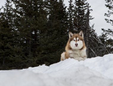Malamute izliyor ve bekliyor
