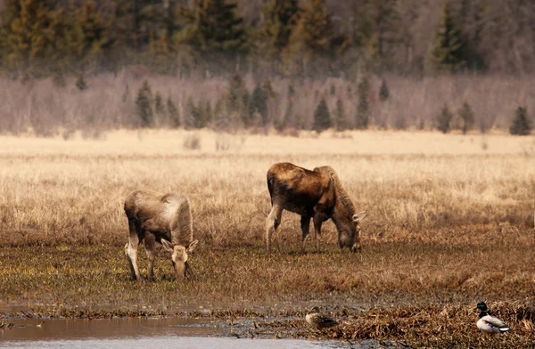 Alaskas vilda djur i höst — Stockfoto