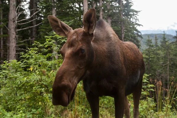 Alaskan moose, yakın çekim — Stok fotoğraf