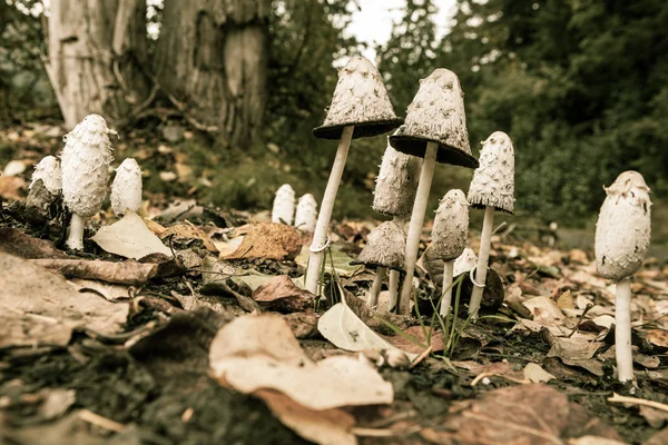 Мохнатые грибы — стоковое фото