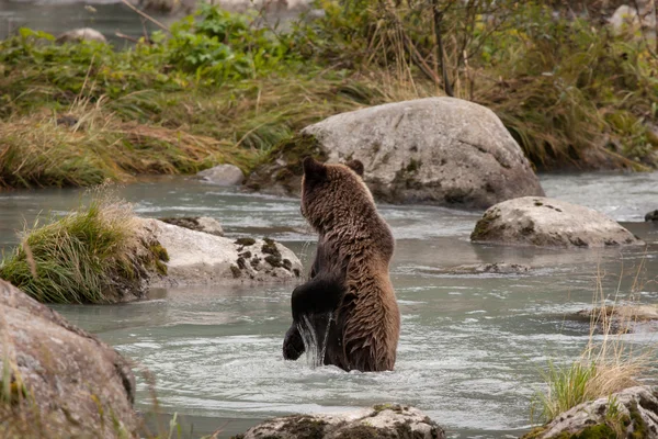 Grizzly v řece — Stock fotografie