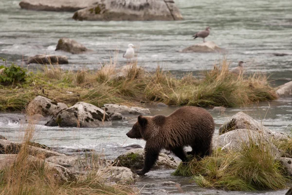 Jovem Grizzly do Alasca — Fotografia de Stock