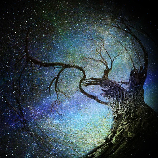 Sihirli ağaç — Stok fotoğraf